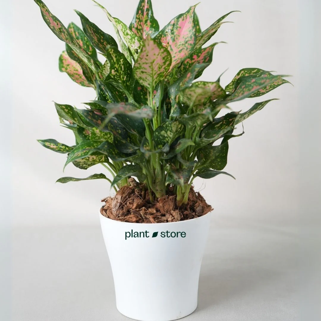 Tabletop Plants